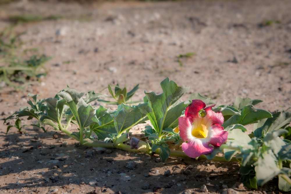 Harpagophytum arthrose plante anti-inflammatoire