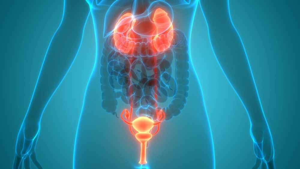 Incontinence urinaire et prolapsus génital, appareil urinaire