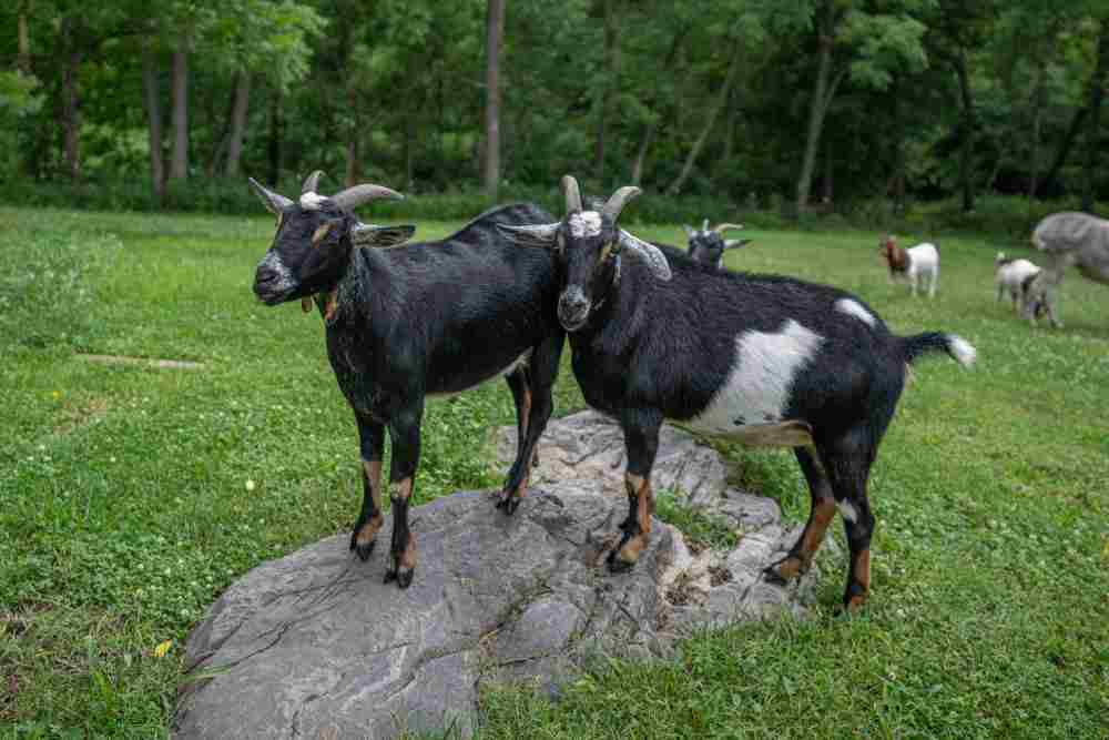 Deux chèvres Brigitte Bardot