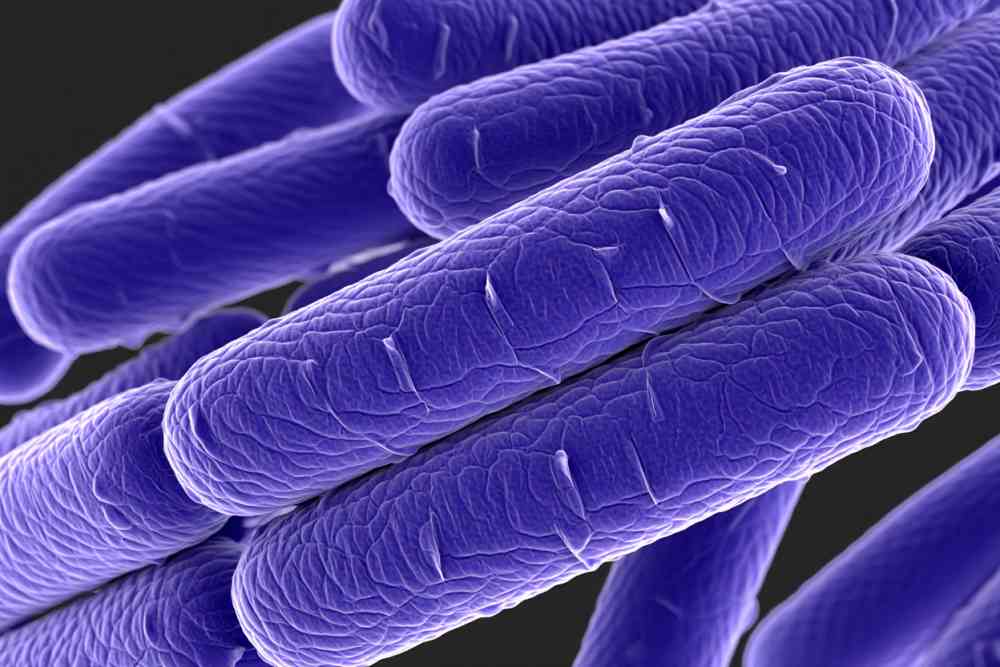 Lactobacillus gasseri bacteria