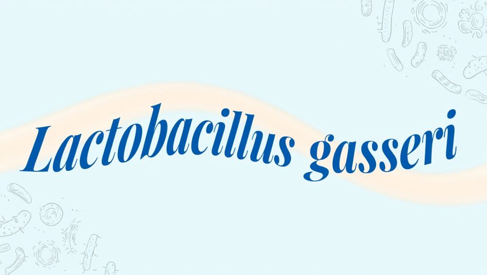 Lactobacillus gasseri : Probiotique, bienfaits, danger, avis