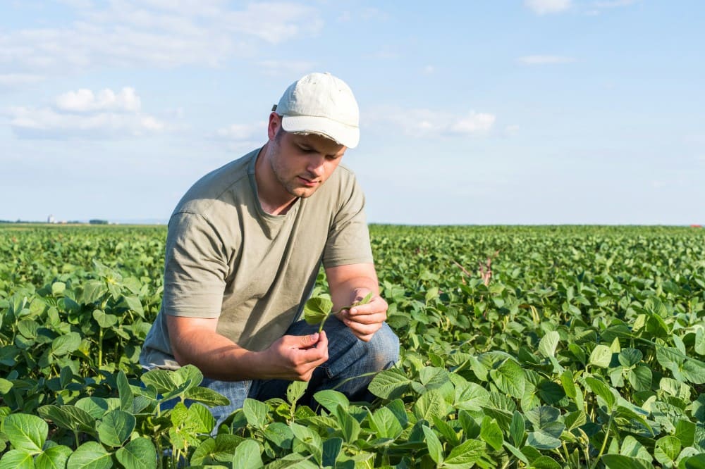 Agriculteur dans son champ regardant sa culture et se demandant si cadmium dans sa terre