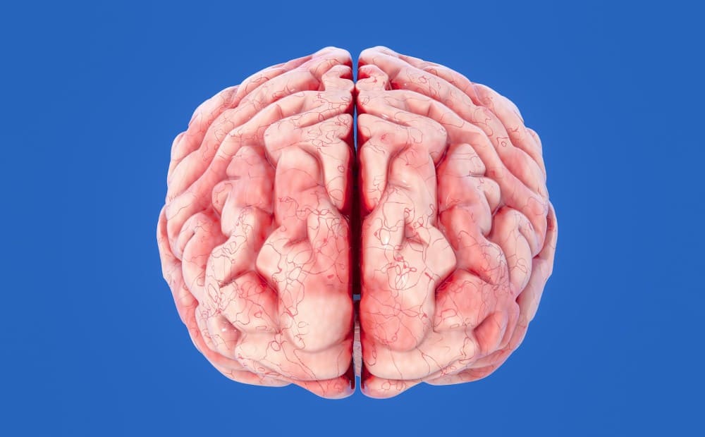 Photo d'un cerveau