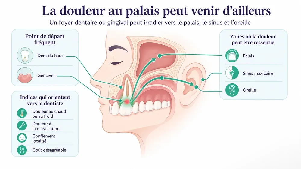 L’examen en 4 étapes : comprendre le déroulé de la consultation pour une douleur au palais