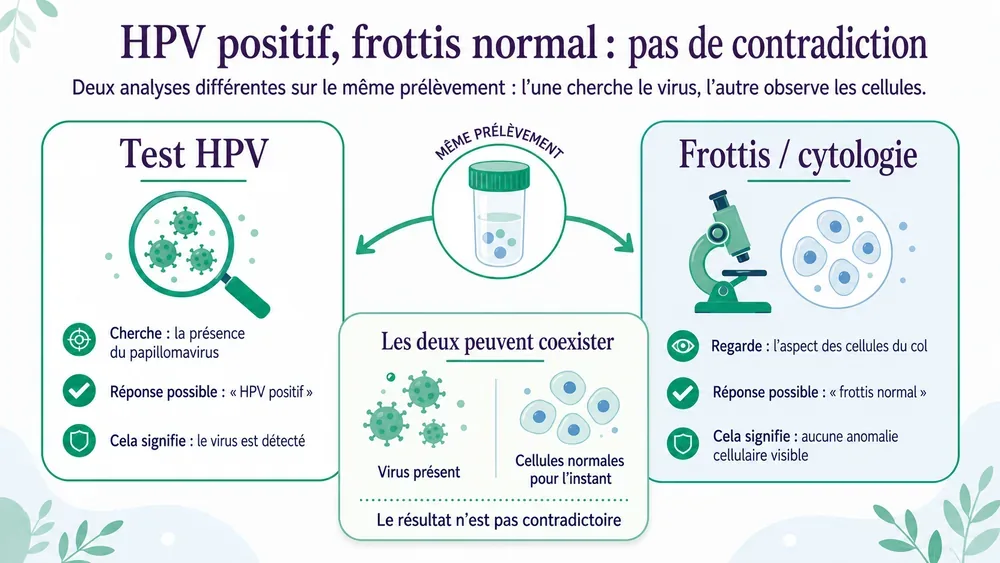 HPV positif, frottis normal : pas de contradiction. Deux analyses différentes sur le même prélèvement : l’une cherche le virus, l’autre observe les cellules.