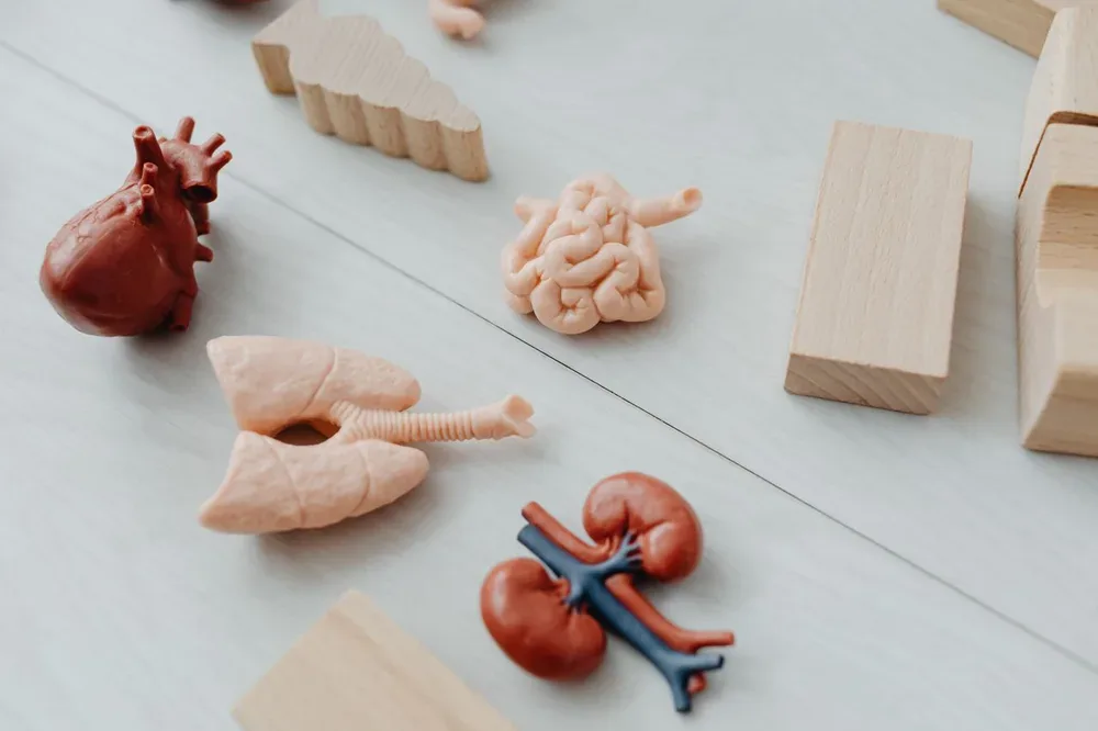 Quels sont les organes du corps humain ? Liste, rôle et fonctions des principaux organes