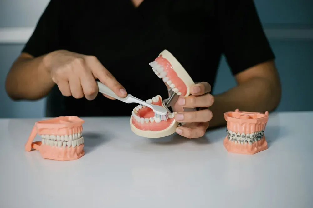 Démonstration du brossage des dents sur un modèle dentaire
