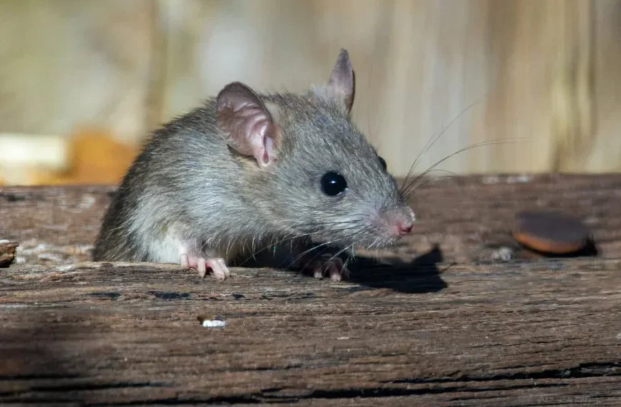 Souris dans la maison en hiver : Risques pour la santé, signes et traitement