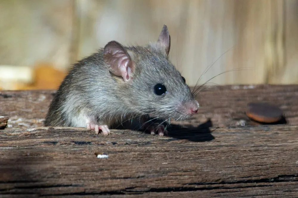 Souris dans la maison en hiver : Risques pour la santé, signes et traitement