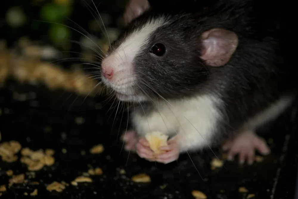Souris dans la maison : un rat mange de la nourriture sur une surface en bois.